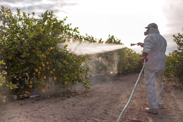 Best Flea Control Services  in Rockdale, IL