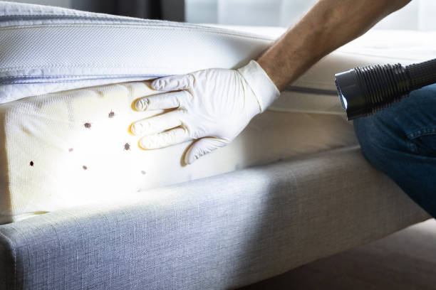 Best Flea Control Services  in Rockdale, IL