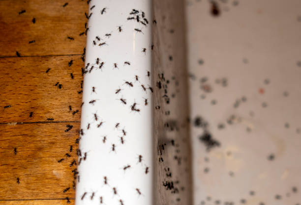 Best Pest Control Near Me  in Rockdale, IL