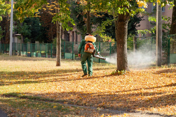 Best Termite Control Services  in Rockdale, IL