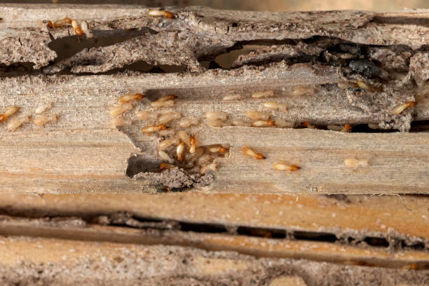 Best Pest Prevention Services  in Rockdale, IL